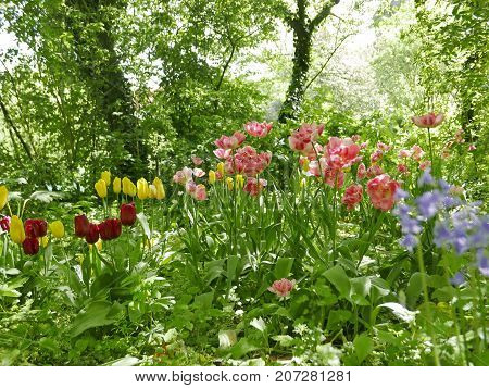 Wild Flowering Tulips
