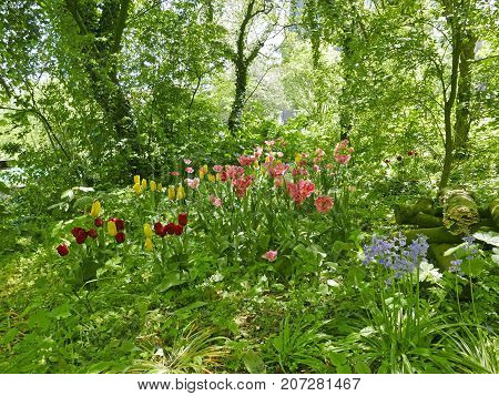 Wild Flowering Tulips