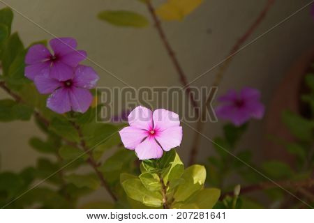 Beautiful small flowers, which represent the beauty of the nature.