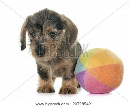 puppy Wire haired dachshund in front of white background