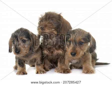 puppies Wire haired dachshund in front of white background