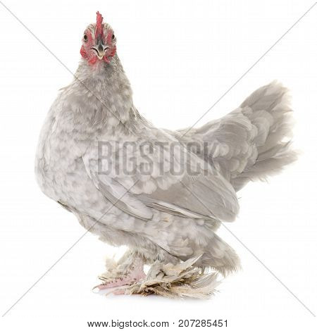 Booted Bantam in front of white background