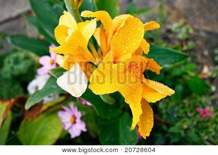Gul Iris efter regn
