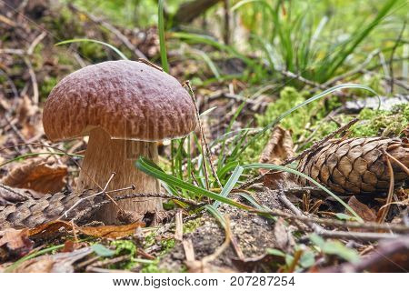 One Brown Mushroom, Lurid Bolete, In The Woods.