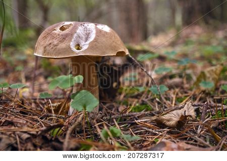 One Brown Mushroom, Lurid Bolete, In The Woods.