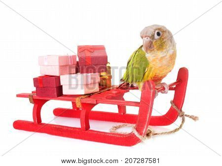 bird and christmas decoration in front of white background
