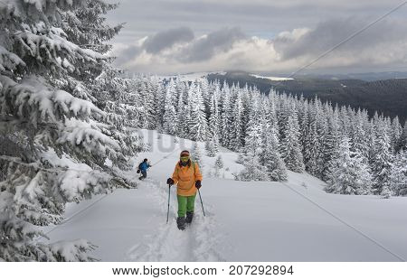 People dressed in bright winter hiking outfit go up along the path in mountains. People are situated against the snow covered trees background.