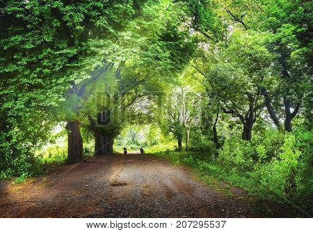 Roads to the light throgh the forest