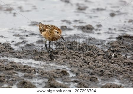 Sharp Tailed Sandpiper