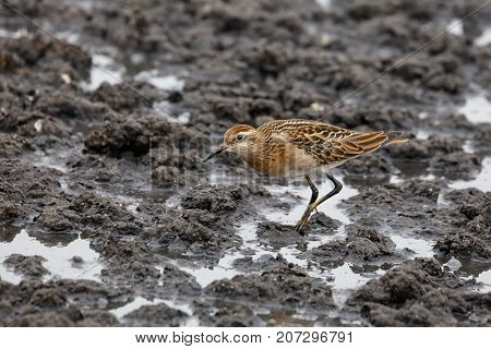 Sharp Tailed Sandpiper