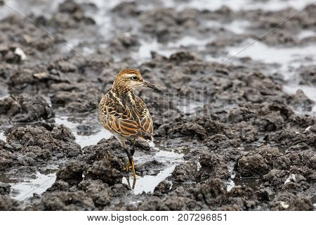 Sharp Tailed Sandpiper At Richmond Bc Canada 2017 Sep.