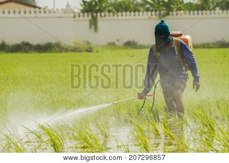 Farmer is spraying pesticide to protect plants by manual backpack sprayer.