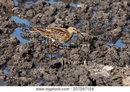 Sharp Tailed Sandpiper