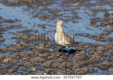 Pectoral Sandpiper