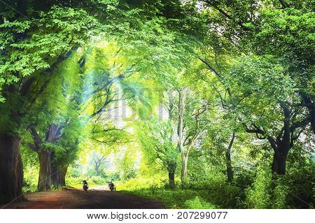 Roads to the light throgh the forest