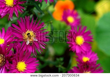 Honeybee Collecting Nectar And Pollen From Michaelmas Daisies