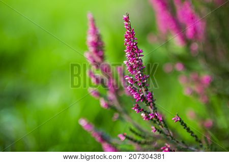 Purple heather flowers in autumn garden. Nature background.