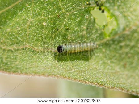 Very small first instar Monarch caterpillar soon after hatching from egg, resting on a Milkweed after eating a hole in the leaf