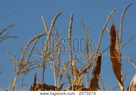 Tassles 1