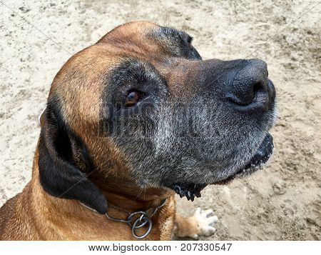 Portrait from a Boerboel, south african mastiff on the beach