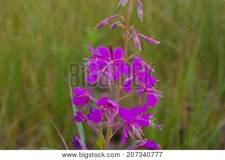 Chamaenerion angustifolium purple flowers. Fireweed plant, ivan tea