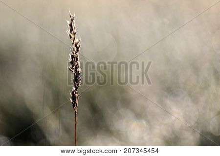 Blade Of Grass In The Morning Light