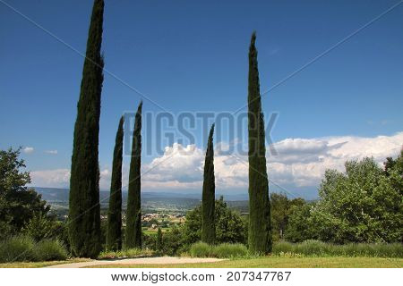 Cypress Trees In The Park At Oppede-le-vieux In Southern France