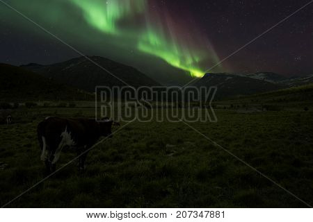 A Cow In Norwegian Mountains With Aurora