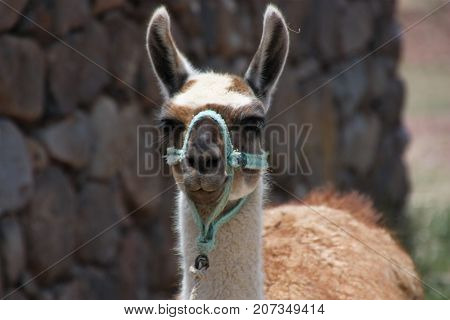 Lama looking in the camera with large ears