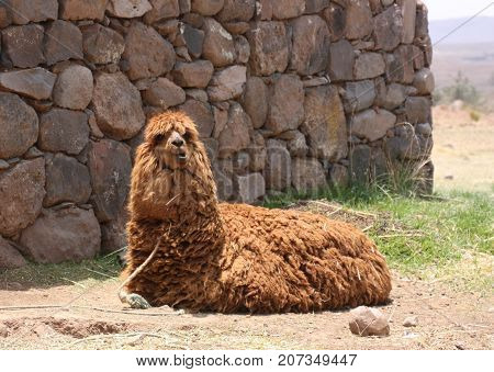 Alpaca very furry laying on the ground
