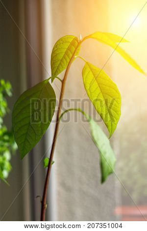 Macro Of Little Sprout Avocado Persea Gratissima On The Sunny Window