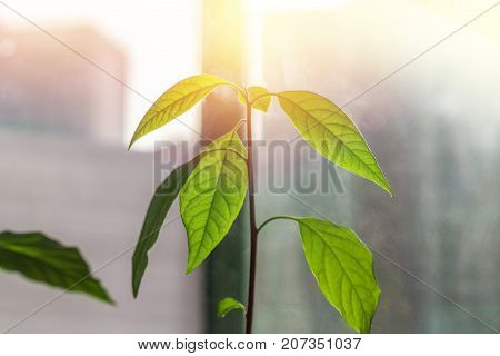 Macro Of Little Sprout Avocado Persea Gratissima On The Sunny Window