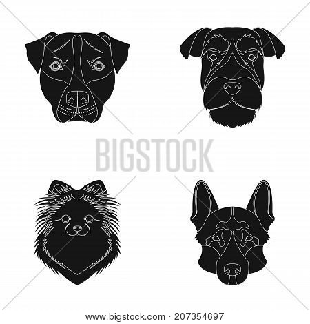 Muzzle of different breeds of dogs.Dog breed Stafford, Spitz, Risenschnauzer, German Shepherd set collection icons in black style vector symbol stock illustration .