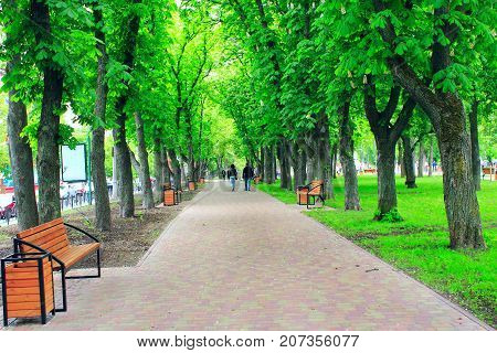 beautiful city park with nice promenade path benches and big green trees. City park in the spring