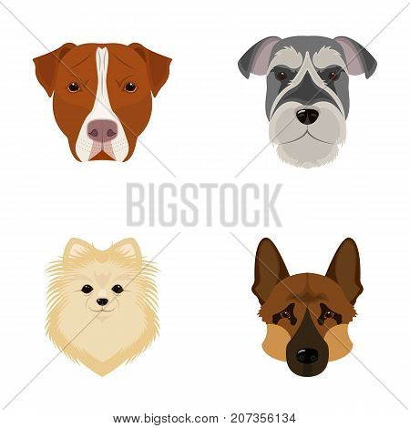 Muzzle of different breeds of dogs.Dog breed Stafford, Spitz, Risenschnauzer, German Shepherd set collection icons in cartoon style vector symbol stock illustration .