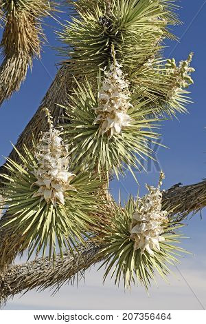 Joshua Tree Flowers in the Spring in Joshua Tree National Park in California
