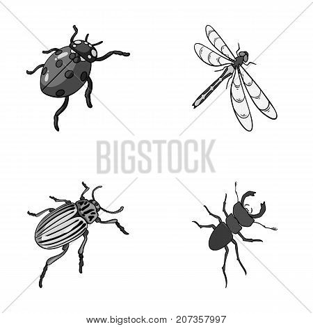 Arthropods Insect ladybird, dragonfly, beetle, Colorado beetle Insects set collection icons in monochrome style vector symbol stock isometric illustration .