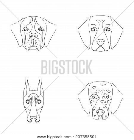 Muzzle of different breeds of dogs.Dog of the breed St. Bernard, golden retriever, Doberman, Dalmatian set collection icons in outline style vector symbol stock illustration .