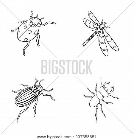 Arthropods Insect ladybird, dragonfly, beetle, Colorado beetle Insects set collection icons in outline style vector symbol stock isometric illustration .