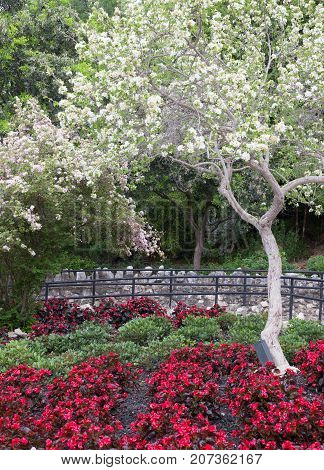 White Flowering tree in flower bed of red and green