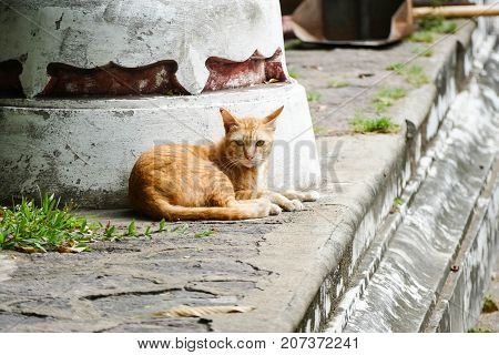 The orange homeless cat lives in a temple in Thailand. Stray cat remains a still unresolved problem in Thailand.