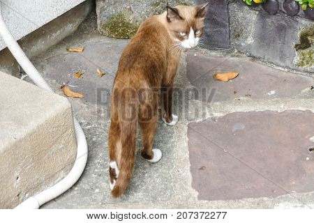 The homeless cat lives in a temple in Thailand. Stray cat remains a still unresolved problem in Thailand.