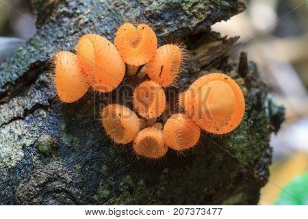 Cookeina Tricholoma In Rainforest