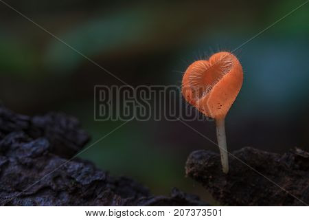 Cookeina Tricholoma In Rainforest