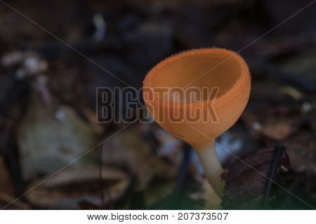 Close Up Pink Burn Cup In Nature