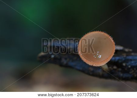 Close Up Pink Burn Cup In Nature