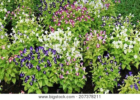 beautiful Torenia fournieri flower in nature garden