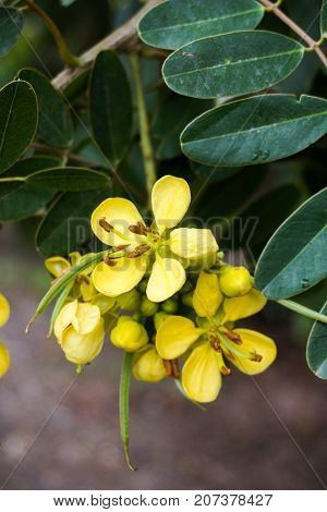 close up Senna siamea flower in nature garden