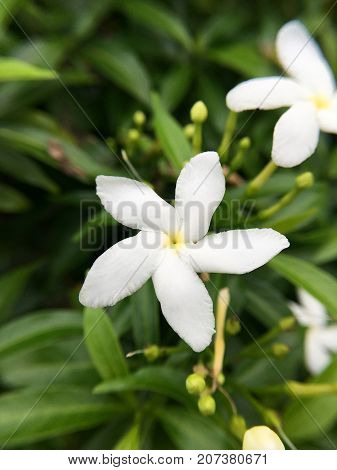 white Gardenia jasminoides flower in nature garden