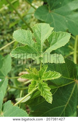 fresh green abelmochus esculentus tree in nature garden
